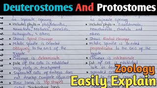 Protostomes And Deuterostomes  Zoology [upl. by Anifesoj]