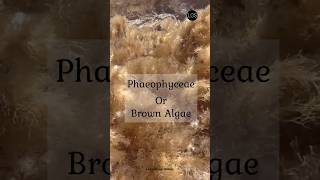 Class Phaeophyceae Class 11 Biology  Brown algae shorts biology [upl. by Laikeze]