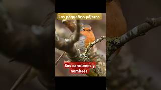 Los pequeños pájaros de campo y bosque [upl. by Eversole]