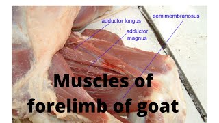 Anatomy of Muscles of forelimb [upl. by Ojahtnamas]