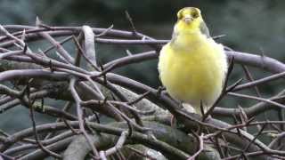 KanarienVogel singt an WinterFutterstelle  12014 [upl. by Lemhar]