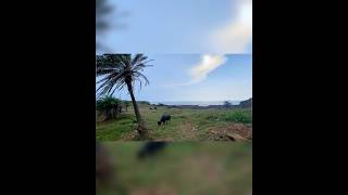 Palm Beach  Manori island  youtubeshorts viralvideo beachesinindia travel [upl. by Benn640]