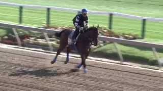 PREAKNESS GALLOP American Pharoah 51415 [upl. by Ahsenik276]