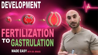 Introduction to Embryology  Fertilisation to Gastrulation Easy to Understand [upl. by Shewmaker]