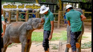 කරෙ නගින සජ්ජන  Pinnawala Elephant  Srilanka Twins Baby Elephant [upl. by Arbed]