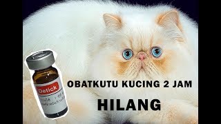 TIPS MENGHILANGKAN KUTU KUCING 2 JAM SAJA [upl. by Adeirf]