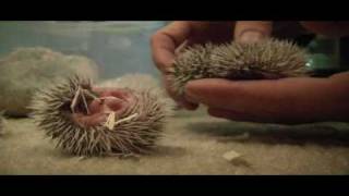 1 week old African Pygmy Hedgehogs [upl. by Jarlath]