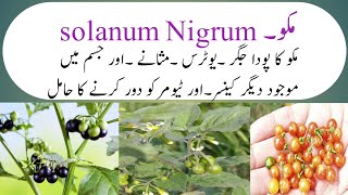 Benifits of solanum nigrum مکو پودے ان گنت کے فائدے By HM yaseen [upl. by Andrews]