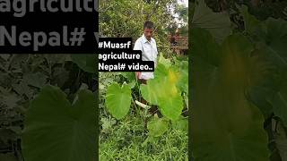 muasrf agriculture pidalu video Nepal [upl. by Wadesworth]