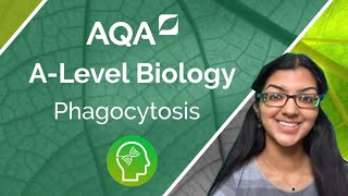 AQA A level Biology Phagocytosis [upl. by Yolande52]