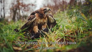 Car hawking with a Redtailed Hawk our 3rd season  Part I [upl. by Anitsirc]