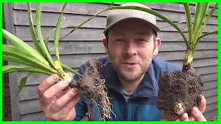 How to Grow Yucca Plants from Cuttings [upl. by Atilal142]