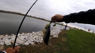 Angler Assets Spinner Bait Catches Pond PB  fishing bassfishing [upl. by Marv]