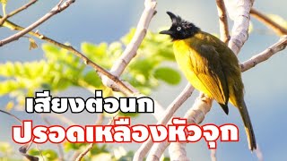 เสียงนกปรอดเหลืองหัวจุก เสียงต่อนก Blackcrested Bulbul sound [upl. by Giorgio]