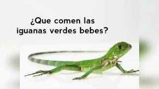 ¿Que comen las iguanas verdes bebes [upl. by Nesiaj187]