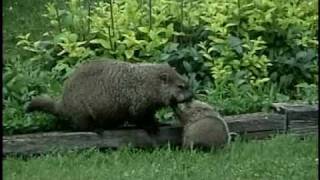 Shooting woodchucks at 1100 yards [upl. by Leumas]