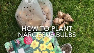 How To Plant Narcissus Bulbs How To Plant Daffodil Bulbs Get Gardening [upl. by Campman]