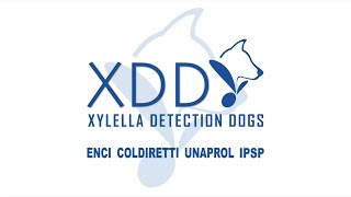 XDD  Xylella Detection Dogs [upl. by Strephonn]