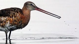 Большой веретенник Limosa limosa  Blacktailed godwit  Film Studio Aves [upl. by Natie]