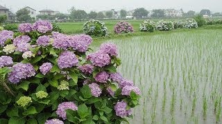 開成あじさい祭 Kaisei Hydrangea Festival  Shot on RED EPIC [upl. by Onofredo]