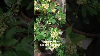 Arbutus unedo земляничное дерево [upl. by Schofield884]