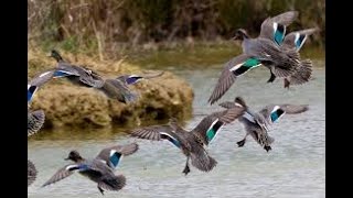 chasse canard colvert et sarcelle janvier 2022 [upl. by Buroker]