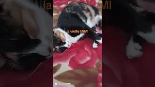 MIMI LA DORMEUSE funny love cutecat cat cute catlover [upl. by Ailat]