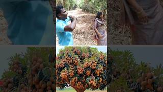 இதுக்குதான் வெட்டுறாங்களா pruning kavaathu [upl. by Grimona]