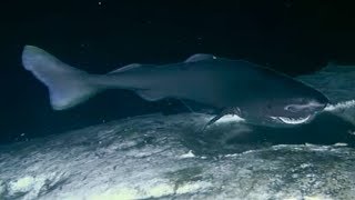 Sharks Feasting On A Whale Carcass  Blue Planet  BBC Earth [upl. by Lunnete466]