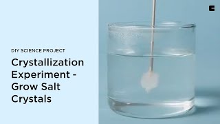 Crystallization Experiment  Grow Salt Crystals  DIY Science Project [upl. by Alleram]