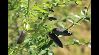 Australian Finger Lime  Fruit Taste Test and Tree Review San Diego CA May 2021 [upl. by Akers]