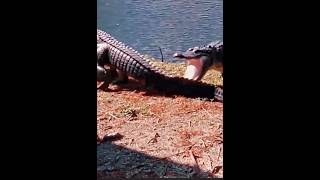 Two crocodiles facing each other crocodile animals [upl. by Yasmar]