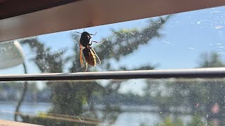 Giant Hornets have arrived in New Jersey hornet [upl. by Halette]