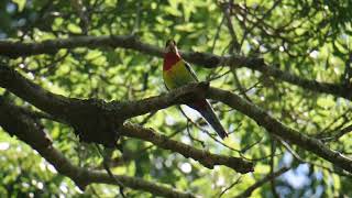 Eastern Rosella call bird call [upl. by Man]