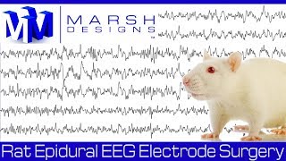 Rat Epidural EEG Electrode Surgery [upl. by Beker]