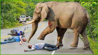 35 Moment Angry Elephant Charges At Cars And Tourists In A Frenzied Rampage  Elephant Attack [upl. by Ileana847]