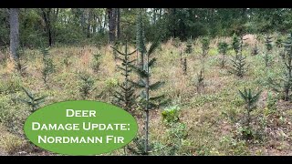 Deer Trouble How My Nordmann Fir Trees Are Recovering [upl. by Reppep769]