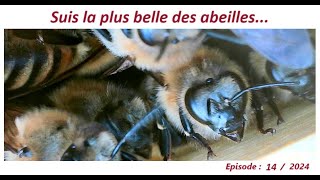 Suis la plus belle des abeillesapiculteurlesabeillesdefred07apicultureabeille [upl. by Ardien]