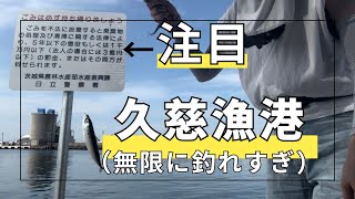 【茨城県釣り】止まらない！釣れすぎ！やばすぎた♪午前の部 [upl. by Zorine842]