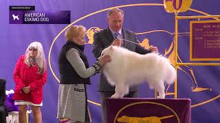 American Eskimo Dogs  Breed Judging 2024 [upl. by Eckart]