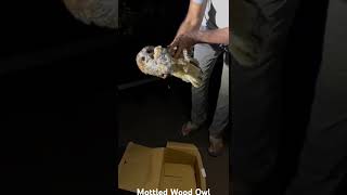 Rescued Mottled Wood Owl [upl. by Calista285]