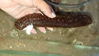 Brown Sea Cucumber Maintaining  Holothuria cinerascens in wetlaboratry [upl. by Mowbray]