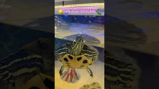 CREO un ACQUARIO di LUSSO per la mia TARTARUGA🤑🐢🤩 tutorial tartaruga turtle cane dog [upl. by Guinna]