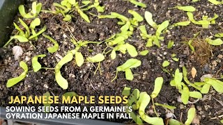 Sowing More Japanese Maple Seeds from Germaines Gyration [upl. by Irak]