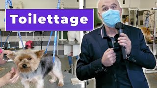 Formation métiers du toilettage canin et félin 🐱 l Mulhouse [upl. by Klinges]