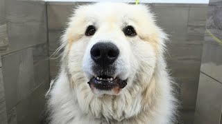 Sometimes My Lips Get Stuck On My Teef  Great Pyrenees Dog [upl. by Sidney20]