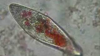 Paramecium eating pigmented yeast [upl. by Marquardt4]