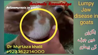 Actinomycosis in goats  lumpy jaw disease in goats  Bacterial disease of goats  Dr Murtaza Khalil [upl. by Goldie]