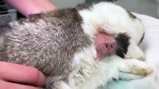 How to Drain and Clean an Abscess in a Rabbit [upl. by Sonya420]