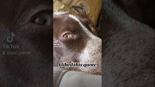 I liked this quote German Shorthaired Pointer GSP 🤔🙃🐶new shorts ytshorts viral viralshorts [upl. by Olav]